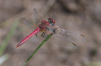 Red-veined-Darter-male