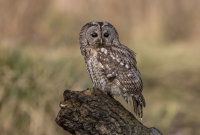 Tawny-Owl