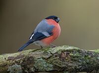 Bullfinch (m)