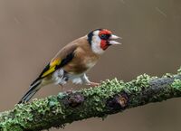 Goldfinch