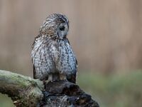 Tawny-Owl