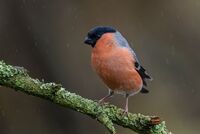 Bullfinch (m)
