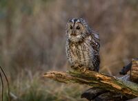 Tawny-Owl