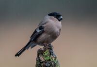 Bullfinch (f)