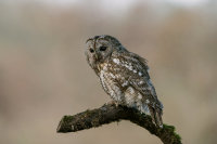 Tawny-Owl