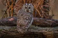 Tawny-Owl