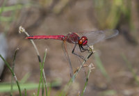Red-veined-Darter-male