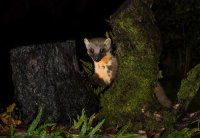 Pine-Marten