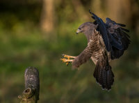Buzzard