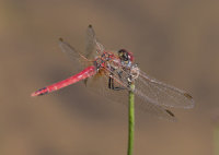 Red-veined-Darter-male