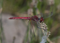 Red-veined-Darter-male