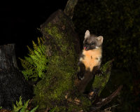 Pine-Marten
