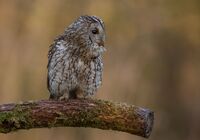 Tawny-Owl