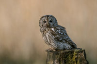 Tawny-Owl