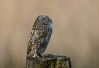 Tawny-Owl