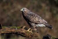 Buzzard