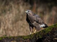 Buzzard