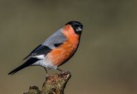 Bullfinch (m)