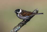 Reed-Bunting (m)