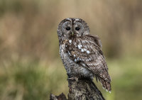 Tawny-Owl