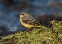 Grey-Wagtail