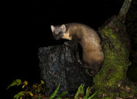 Pine-Marten