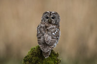 Tawny-Owl