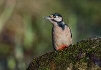 Great-spotted-Woodpecker (f)