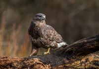Buzzard