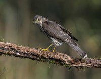 Sparrowhawk (f)