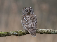 Tawny-Owl
