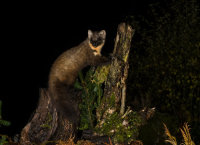 Pine-Marten