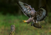Buzzard