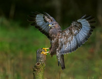 Buzzard