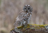 Tawny-Owl