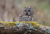 Tawny-Owl