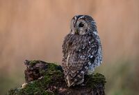 Tawny-Owl