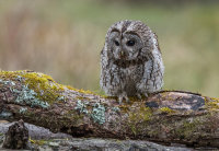Tawny-Owl