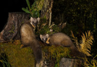 Pine-Martens