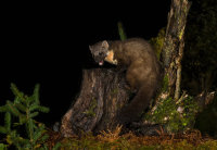 Pine-Marten