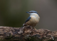 Nuthatch