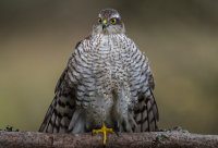 Sparrowhawk (f)