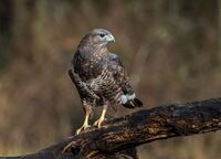 Buzzard