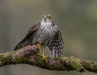 Sparrowhawk (f)