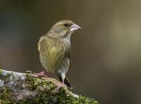 Greenfinch (f)
