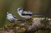 Long-tailed-Tits