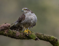 Sparrowhawk (f)