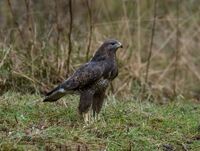 Buzzard