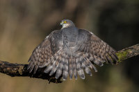 Sparrowhawk (m)