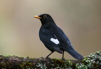 Blackbird (m)